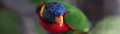 Canon DPP4 Guide 的图像结果