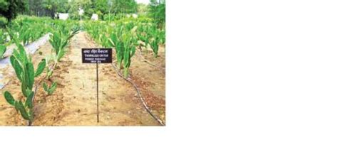 thornless_cactus.jpg | Dairy Knowledge Portal