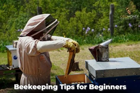 Beekeeping Tutorial 的图像结果