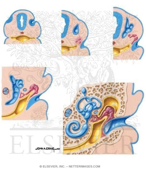 Image result for Ear Embryonic Development