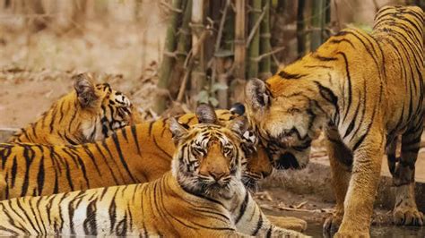 Explore the ultimate safari adventure in Tadoba-Andhari Tiger Reserve ...