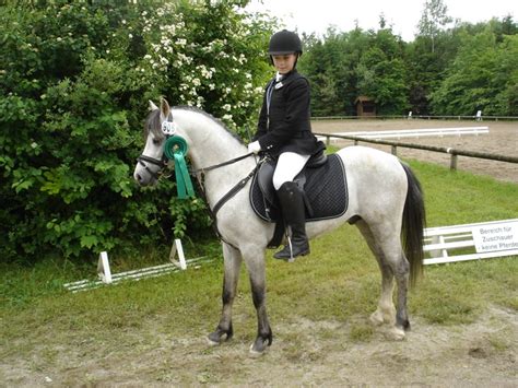 Alprimero Wallach in Holzkirchrn | Tiere | Kleinanzeigen