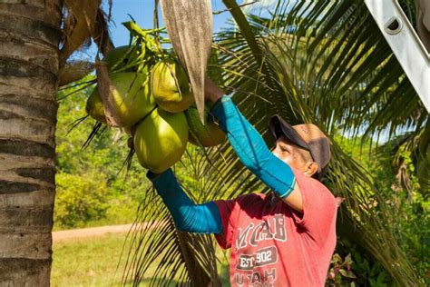 High-Tech Farm 的图像结果