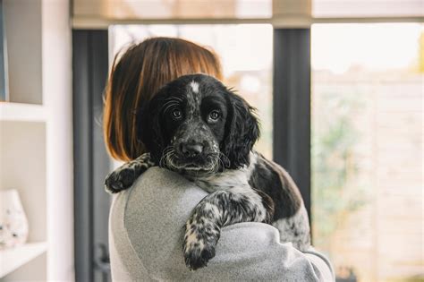 What Does A Hernia Look Like On A Female Dog