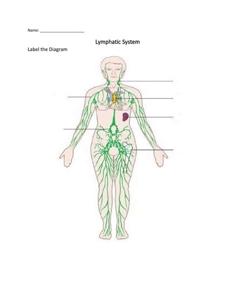 Image result for Lymphatic System Tutorial