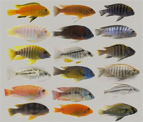 African Cichlid Types