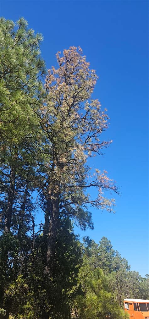 Heber Overgaard Community Page. | Are there any arborists in town that ...