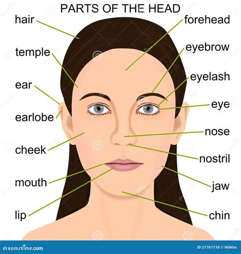 Drawing The Anatomy Of The Head at Gladys Roy blog