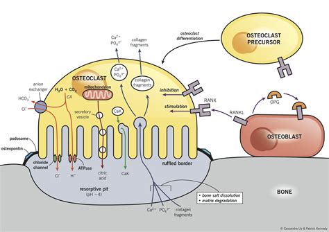 Bone resorption and the relationship between osteoblasts and ...