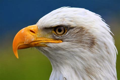 Rules of the Jungle: Why do eagles see so well?