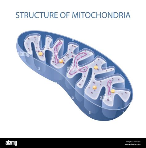 Mitochondria Animal Cell