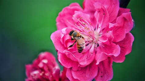Wallpaper bee, flower, pollination, pink, macro hd, picture, image
