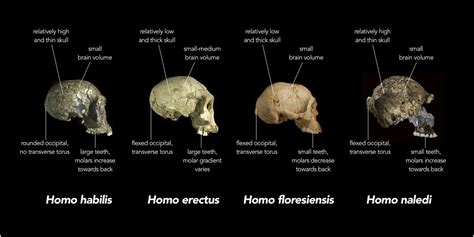 How long have humans existed and been on Earth?
