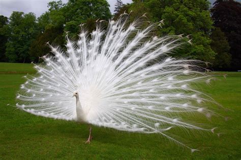 White Peacock Wallpapers - Top Free White Peacock Backgrounds ...