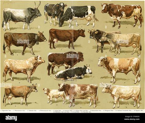 Different breeds of cows Stock Photo - Alamy