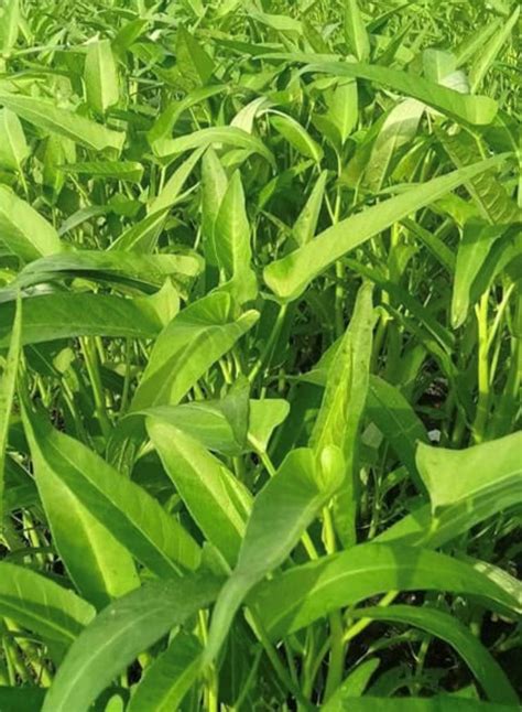 Kangkong Water Spinach Seeds | Heirloom – Murray Seed Co