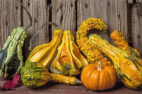 How to Grow Ornamental Gourds