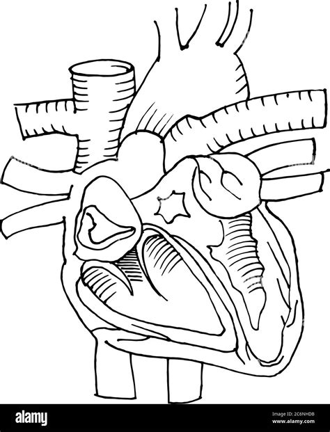 Human Heart Drawing Outline
