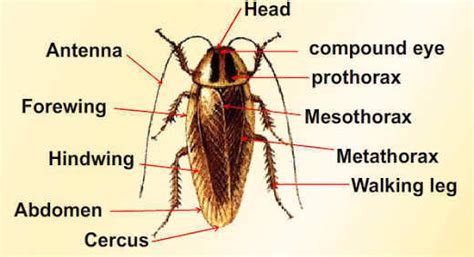 which phylumbdoes cockroach belong to? mention any two charactorstics ...