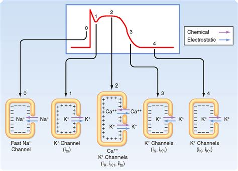 Image result for Understanding Cardiac Current