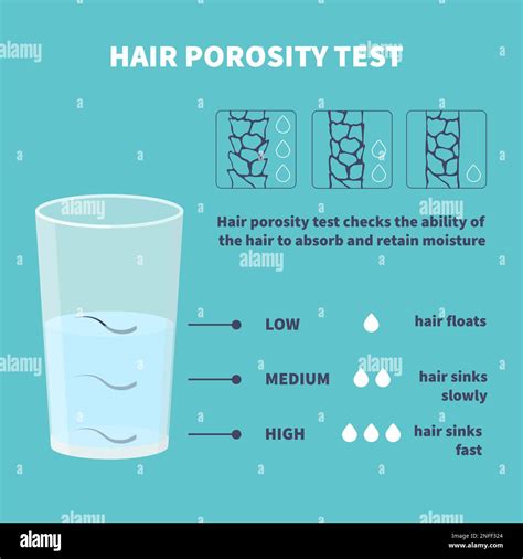 Hair porosity water float test infographics poster Stock Vector Image ...
