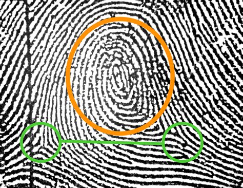 3.05 Analyzing Fingerprints