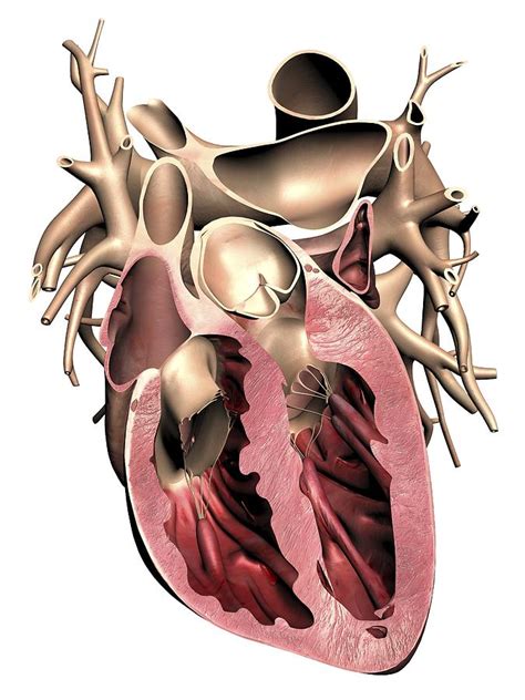 Image result for Heart with Name Using Python