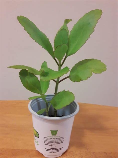 Mphmi Live Plant Nursery NCR Plant Bryophyllum, Panfuti - Plant Pan ...