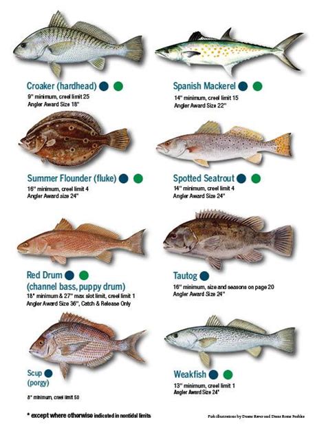 Fish Identification 的图像结果