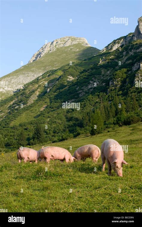Domestic pigs hi-res stock photography and images - Alamy
