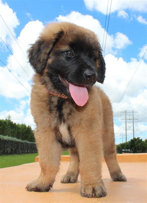 Giant Dog Breeds – The Biggest And Best Around