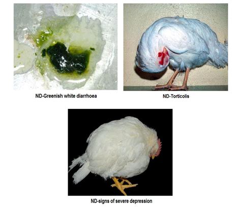 Newcastle Disease (Ranikhet Disease) | Avian Pneumoencephalitis