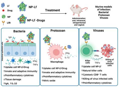 Lactoferrin as a Component of Pharmaceutical Preparations: An ...