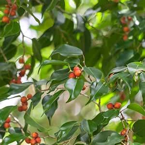 Ficus benjamina Tree Seeds, Pack of 500 : Amazon.in: Garden & Outdoors