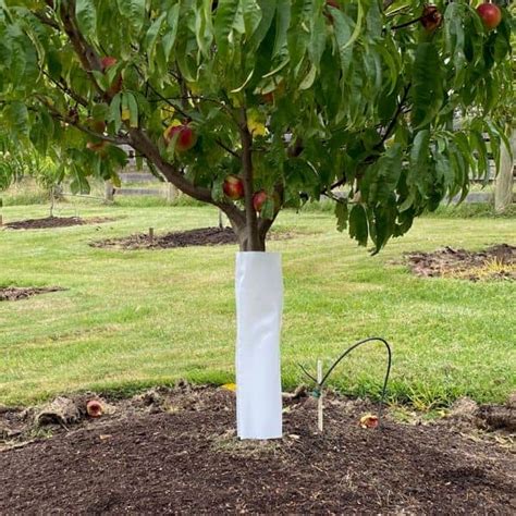 Image result for Tree Root Guard