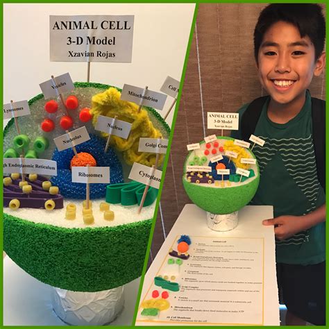 Pin by Fiore Trigo on Au Pair | Animal cell, Cells project, Cell model ...