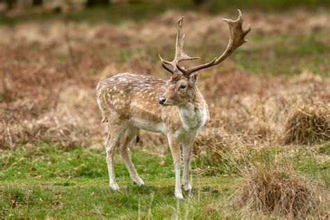 European Fallow Deer (Dama dama) | Wildlife Vagabond