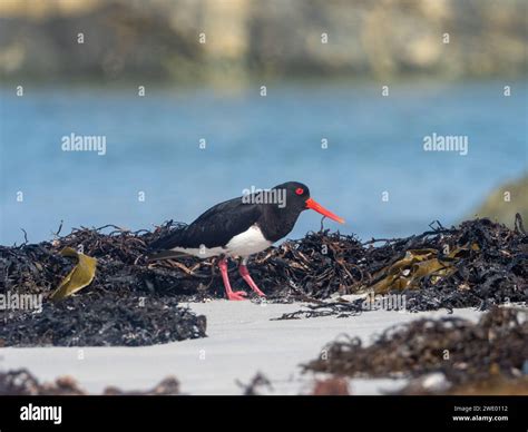 Chatham Oystercatcher, Haematopus chathamensis, an endemic bird to the Chatham Islands, New ...