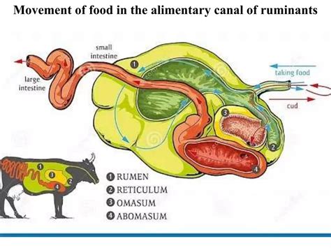 digestive system of ruminants.pptx