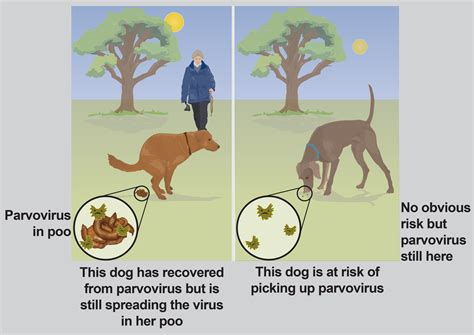 42 Best Images Can A Puppy Survive Parvo / 8 Tips to Prevent Parvovirus in Your Dog or Puppy ...