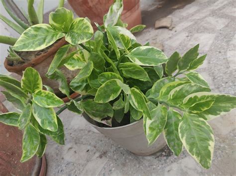 Devil's Backbone Plant: Best Grow & Care Guide