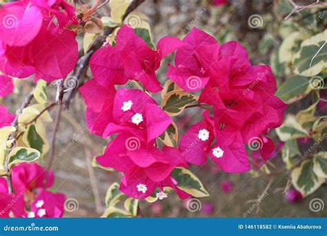 Dominican tropical flower stock photo. Image of republic - 146118582