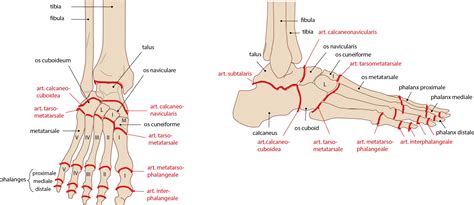 Slagter - Drawing Bones and joints of foot: anterior and lateral view ...