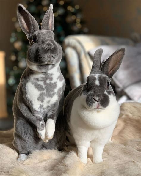 Grey Mini Rex Rabbits