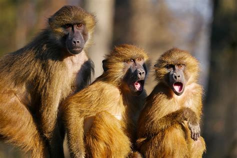 Image result for Baboon Communication