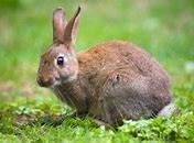 Image result for How to Take Care of a Wild Baby Bunny