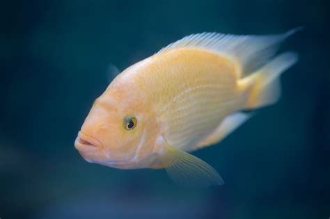 Fish Chat in the Tropics - Como Zoo Conservatory
