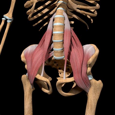 Hip Flexor Tendinopathy - CARESPACE Health+Wellness