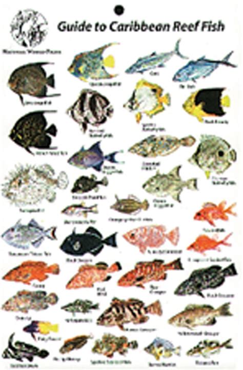 Fish Identification 的图像结果