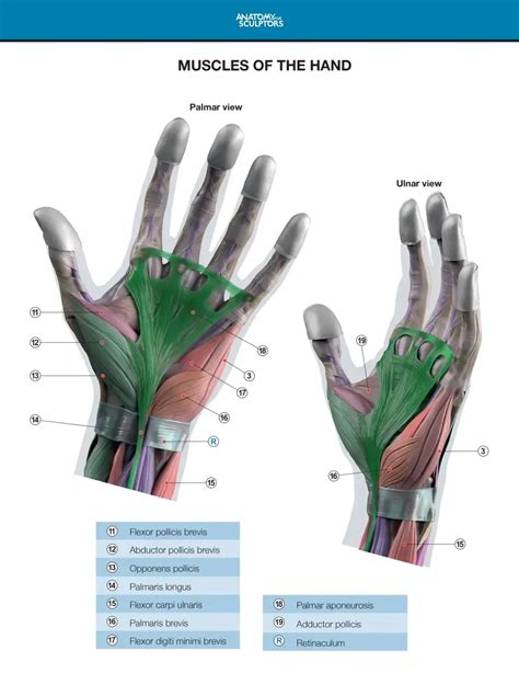 Anatomy Of The Hand Anatomy